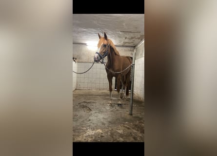 Westphalian, Mare, 4 years, 15.2 hh, Chestnut-Red