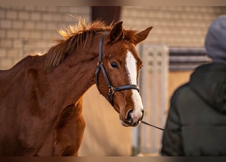 Westphalian, Mare, 4 years, 15.2 hh, Chestnut-Red
