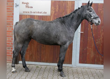 Westphalian, Mare, 4 years, 15.2 hh