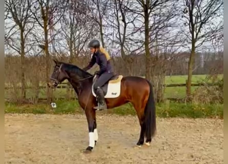 Westphalian, Mare, 4 years, 15.3 hh, Brown