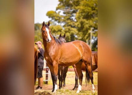 Westphalian, Mare, 4 years, 15.3 hh, Brown