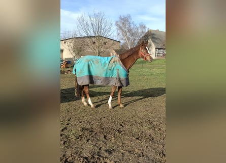 Westphalian, Mare, 4 years, 15.3 hh, Chestnut