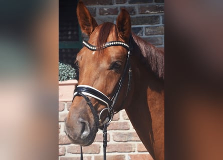Westphalian, Mare, 4 years, 15.3 hh, Chestnut-Red