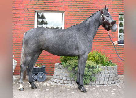 Westphalian, Mare, 4 years, 15.3 hh