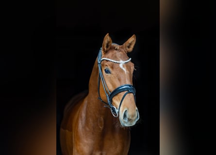 Westphalian, Mare, 4 years, 15,1 hh, Chestnut-Red