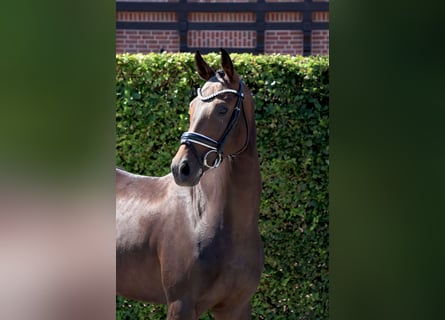 Westphalian, Mare, 4 years, 15,2 hh, Bay-Dark