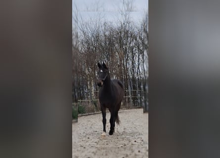 Westphalian, Mare, 4 years, 15,2 hh, Brown