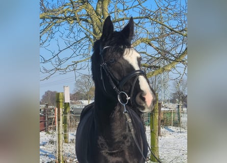 Westphalian, Mare, 4 years, 15,3 hh, Black