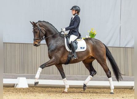 Westphalian, Mare, 4 years, 16.1 hh, Bay-Dark