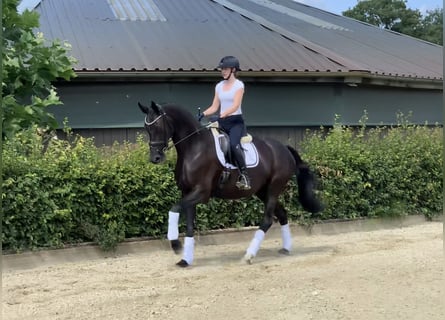 Westphalian, Mare, 4 years, 16,1 hh, Black