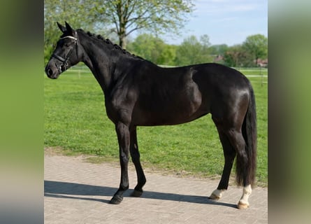 Westphalian, Mare, 4 years, 16.1 hh, Black