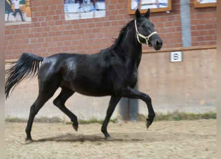 Westphalian, Mare, 4 years, 16.1 hh, Black