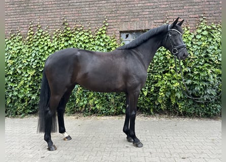 Westphalian, Mare, 4 years, 16.1 hh, Black