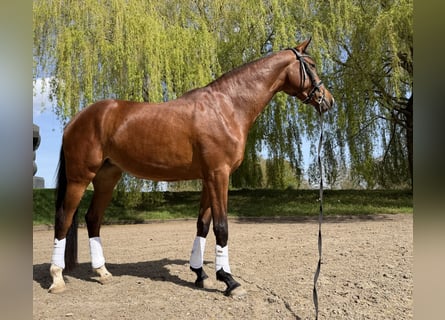 Westphalian, Mare, 4 years, 16.1 hh, Brown