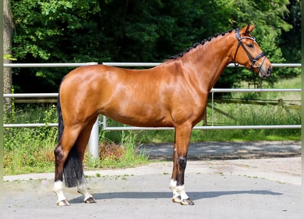 Westfale, Stute, 4 Jahre, 16,1 hh, Brauner