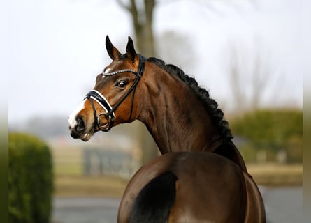 Westphalian, Mare, 4 years, 16.1 hh, Brown