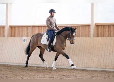 Westphalian, Mare, 4 years, 16.1 hh, Brown