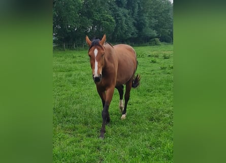 Westphalian, Mare, 4 years, 16.1 hh, Brown