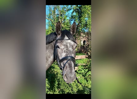 Westphalian, Mare, 4 years, 16.1 hh, Grey