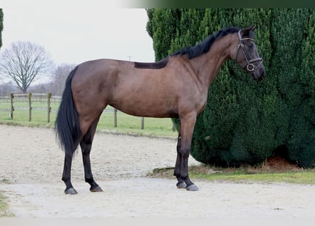 Westphalian, Mare, 4 years, 16,1 hh, Smoky-Black