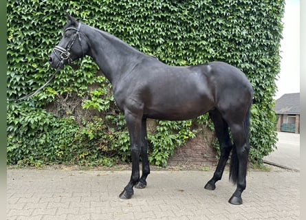 Westphalian, Mare, 4 years, 16,2 hh, Black