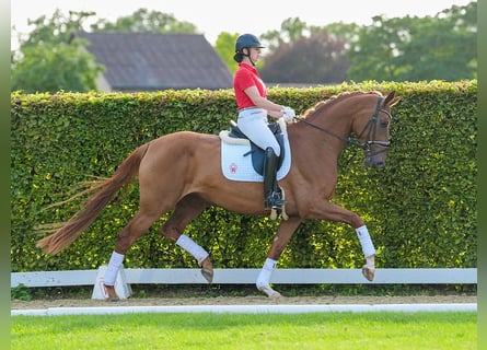 Westphalian, Mare, 4 years, 16,2 hh, Chestnut-Red