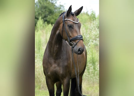 Westfale, Stute, 4 Jahre, 16,2 hh