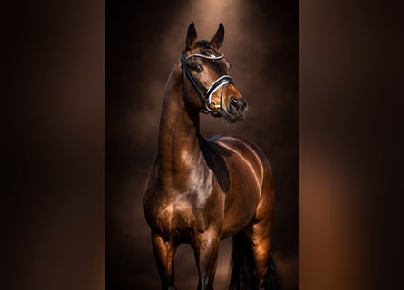 Westphalian, Mare, 4 years, 16 hh, Brown