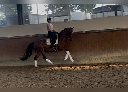 Westphalian, Mare, 4 years, 16 hh, Brown