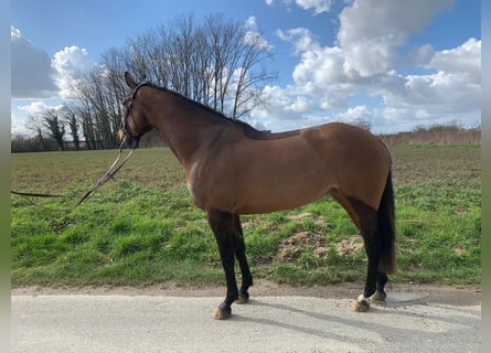 Westphalian, Mare, 4 years, 16 hh, Brown