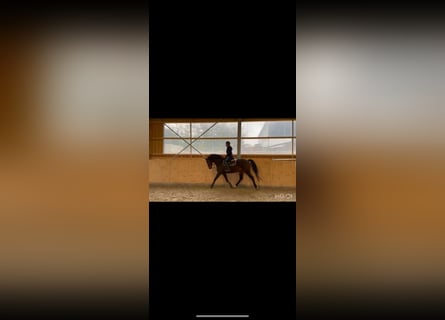 Westphalian, Mare, 4 years, 16 hh, Brown