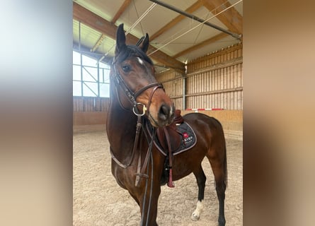Westphalian, Mare, 4 years, 16 hh, Brown