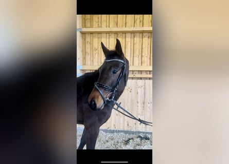Westphalian, Mare, 4 years, 16 hh, Brown