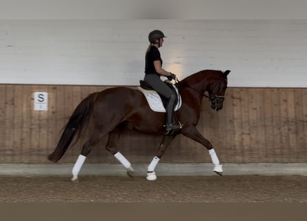 Westphalian, Mare, 4 years, 16 hh, Chestnut