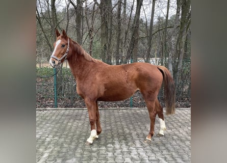 Westphalian, Mare, 4 years, 16 hh, Chestnut-Red