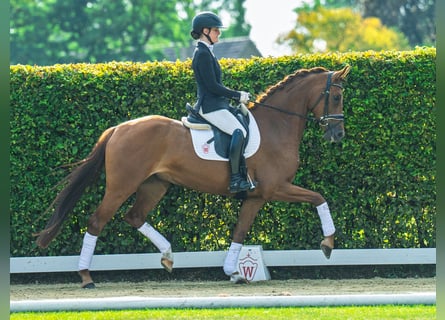 Westphalian, Mare, 4 years, 16 hh, Chestnut-Red