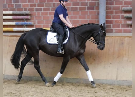 Westphalian, Mare, 4 years, 16 hh