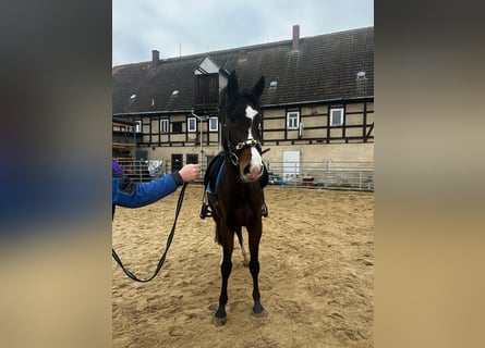 Westphalian, Mare, 4 years, 16 hh, Smoky-Black