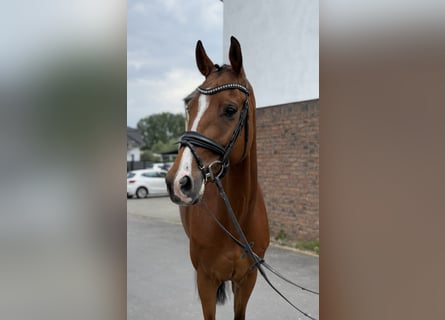 Westphalian, Mare, 4 years, 16,1 hh, Bay-Dark