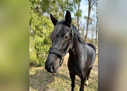 Westphalian, Mare, 4 years, 16,1 hh, Black