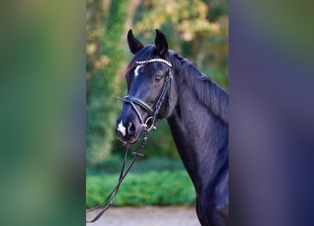 Westphalian, Mare, 4 years, 16,1 hh, Black