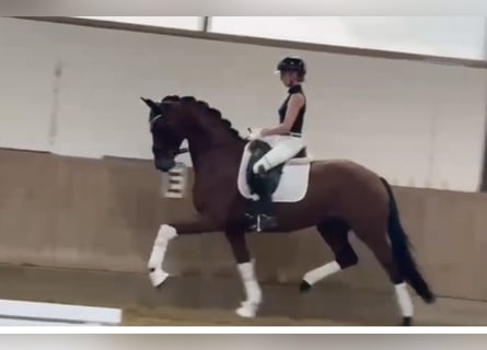 Westphalian, Mare, 4 years, 16,1 hh, Brown