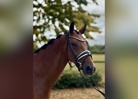 Westphalian, Mare, 4 years, 16,1 hh, Brown