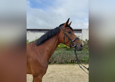 Westphalian, Mare, 4 years, 16,1 hh, Brown