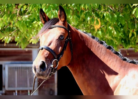 Westphalian, Mare, 4 years, 16,1 hh, Brown