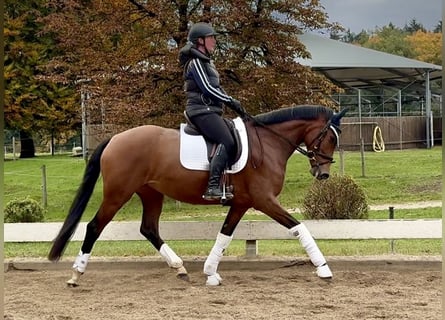 Westphalian, Mare, 4 years, 16,1 hh, Brown
