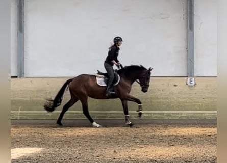 Westphalian, Mare, 4 years, 16,1 hh, Brown