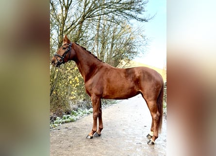 Westphalian, Mare, 4 years, 16,1 hh, Chestnut-Red