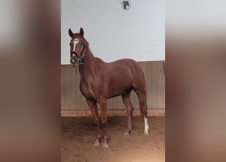 Westphalian, Mare, 4 years, 16,1 hh, Chestnut-Red