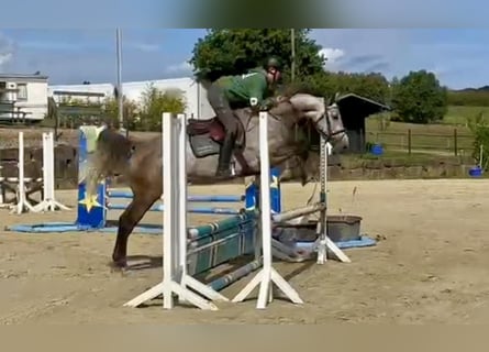 Westphalian, Mare, 4 years, 16,1 hh, Grey